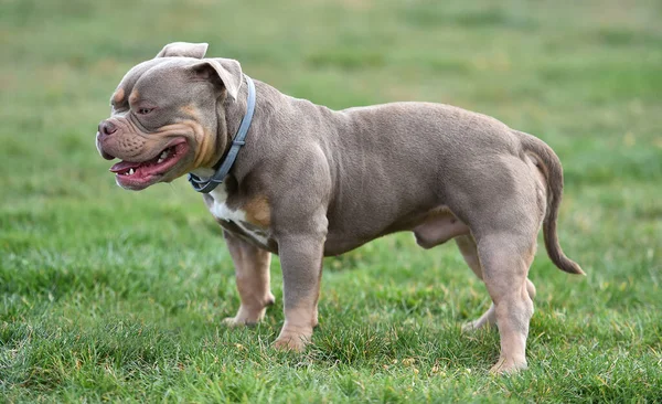 Een Imposante Hond Van Het Amerikaanse Bullebak Ras — Stockfoto