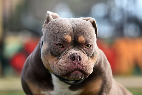 Cão Imponente Raça Valentão Americano — Fotografia de Stock