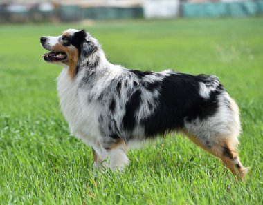 Yeşil bir tarlada güzel bir Avusturyalı çoban.