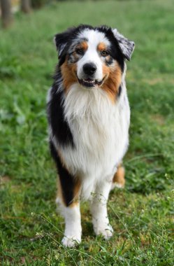 Yeşil bir tarlada güzel bir Avusturyalı çoban.