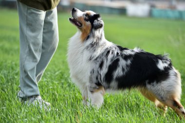 Yeşil bir tarlada güzel bir Avusturyalı çoban.