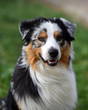 Yeşil bir tarlada güzel bir Avusturyalı çoban.