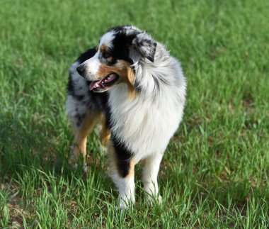 Arazide bir köpek yavrusu çoban köpeği