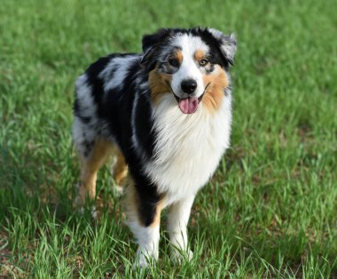 Arazide bir köpek yavrusu çoban köpeği