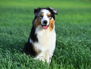 Arazide bir köpek yavrusu çoban köpeği