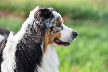 Arazide bir köpek yavrusu çoban köpeği