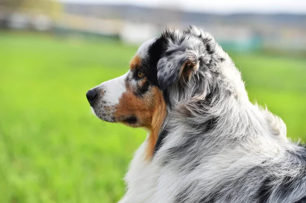 Puppy Australian Shepherd Dog Field — Stock Photo, Image