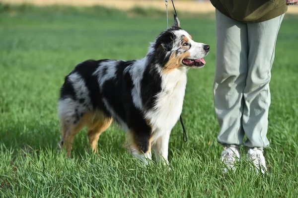 Stock image a puppy australian shepherd dog in the field