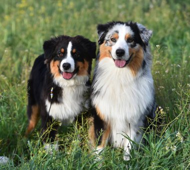 Arazide bir köpek yavrusu çoban köpeği