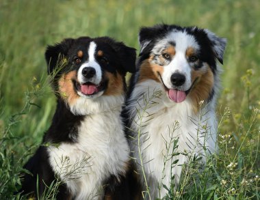 Arazide bir köpek yavrusu çoban köpeği