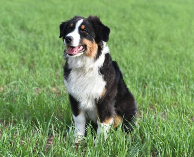 Arazide bir köpek yavrusu çoban köpeği