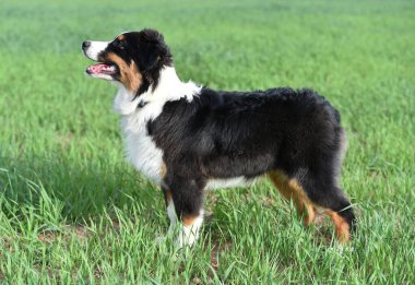 Arazide bir köpek yavrusu çoban köpeği