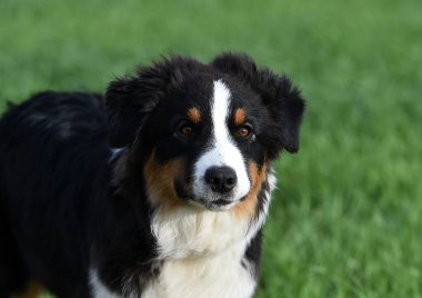 Arazide bir köpek yavrusu çoban köpeği