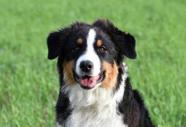 Arazide bir köpek yavrusu çoban köpeği