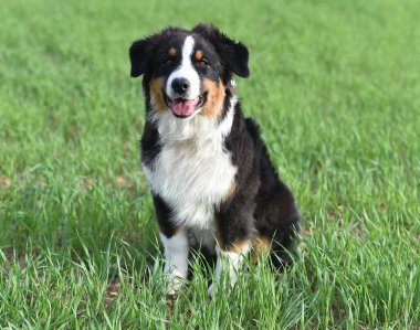 Arazide bir köpek yavrusu çoban köpeği