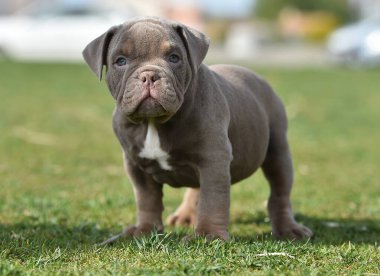 Amerikalı bir zorba köpek yavrusu