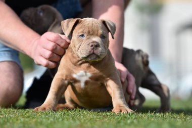 Bir Amerikan kabadayı köpek pipisi