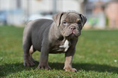 Bir Amerikan kabadayı köpek pipisi