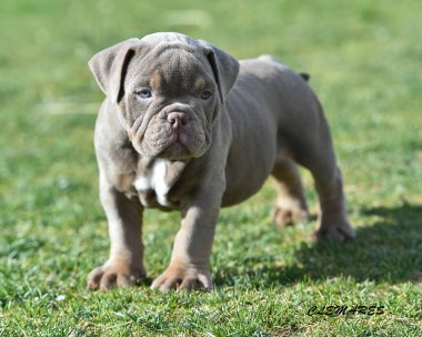 Bir Amerikan kabadayı köpek pipisi