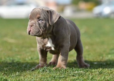 Bir Amerikan kabadayı köpek pipisi