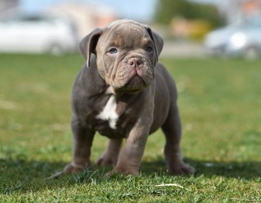 Amerikan zorba köpek yavrusu. 