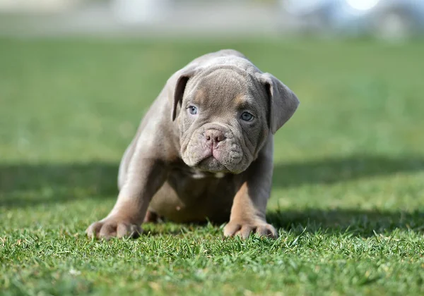 American Bully Puppy Dog — Stock Photo, Image