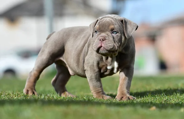 Americano Bully Dog Pyppy — Fotografia de Stock