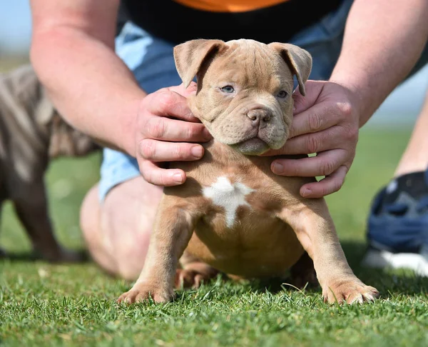 an american bully dog pyppy