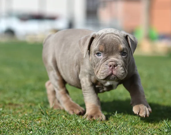 an american bully dog pyppy