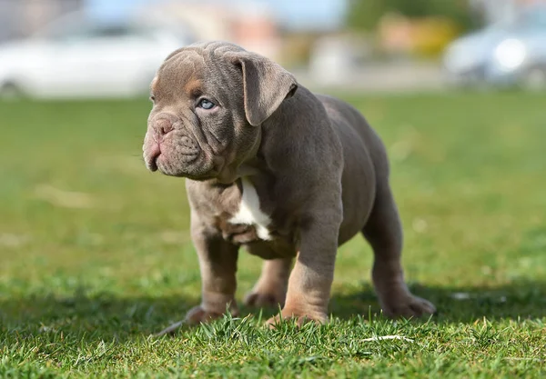 American Bully Dog Puppy — Stock Photo, Image