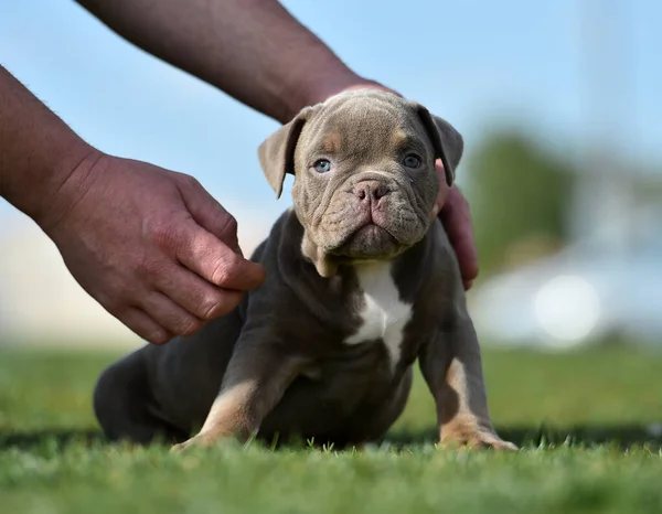 American Bully Puppy Dog Royalty Free Stock Images