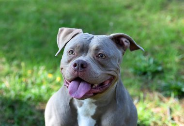 Parktaki kaslı bir Amerikan zorba köpeği.