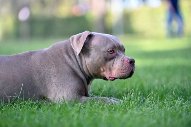 Parktaki kaslı bir Amerikan zorba köpeği.