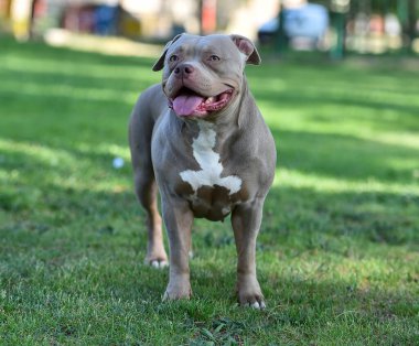 Parktaki kaslı bir Amerikan zorba köpeği.