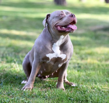 Parktaki kaslı bir Amerikan zorba köpeği.