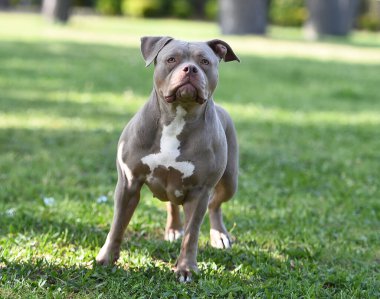 Parktaki kaslı bir Amerikan zorba köpeği.