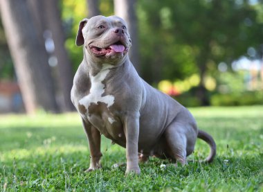 Parktaki kaslı bir Amerikan zorba köpeği.