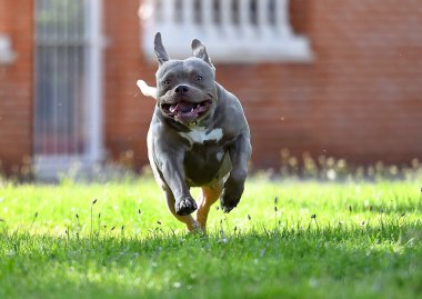 Parkta güçlü bir Amerikan zorba köpeği var.