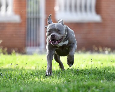 Parkta güçlü bir Amerikan zorba köpeği var.