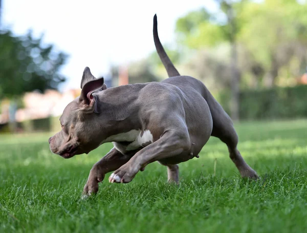 Ein Muskulöser Amerikanischer Rüpel Hund Park — Stockfoto