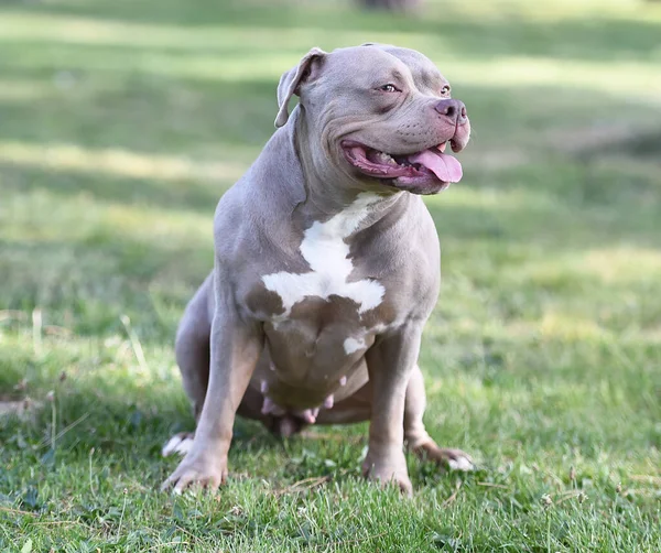 Cão Valentão Americano Musculoso Parque — Fotografia de Stock