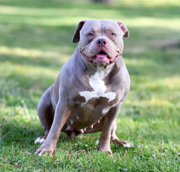 公園にいるアメリカ人の筋肉質のいじめ犬 — ストック写真