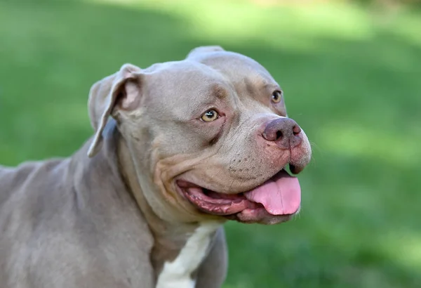 a muscular american bully dog in the park