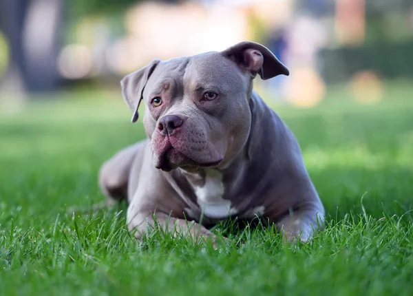 Muscular American Bully Dog Park — Stock Photo, Image