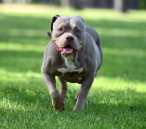 Ein Muskulöser Amerikanischer Rüpel Hund Park — Stockfoto