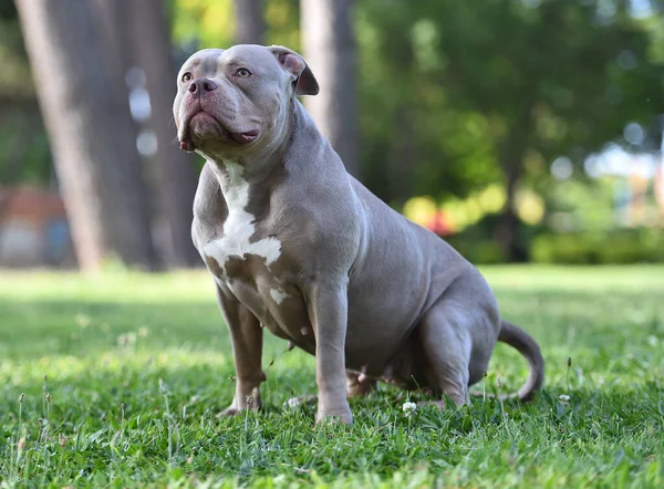 a muscular american bully dog in the park