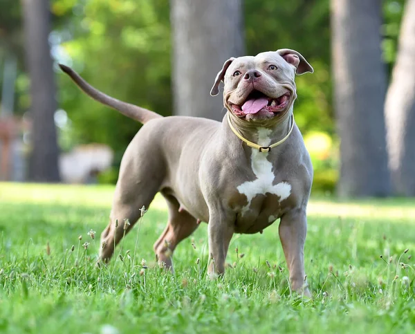 Een Sterke Amerikaanse Bullebak Hond Parg — Stockfoto