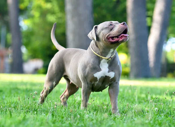 a strong american bully dog in the parg