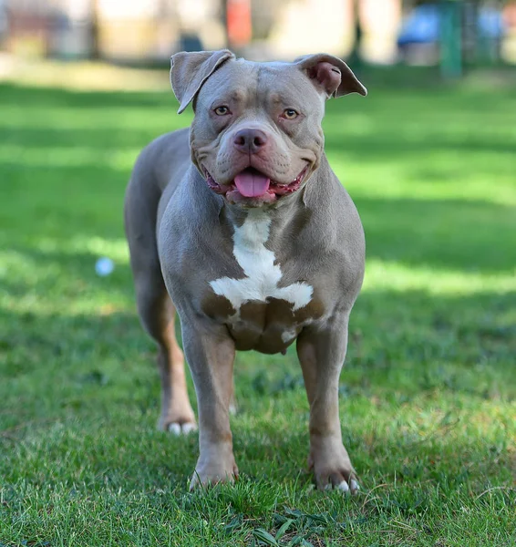 a strong american bully dog in the parg