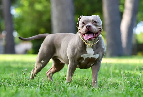 Strong American Bully Dog Parg — Stock Photo, Image